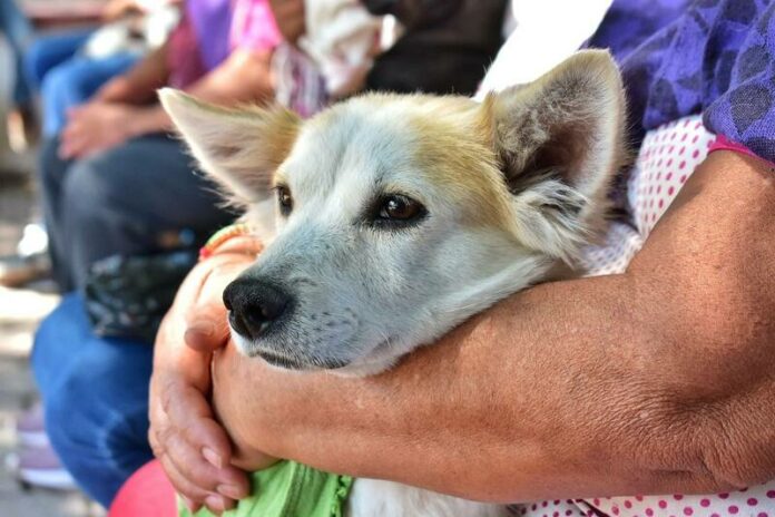 Línea de WhatsApp en Corregidora para denunciar maltrato animal: iniciativa de UCPA