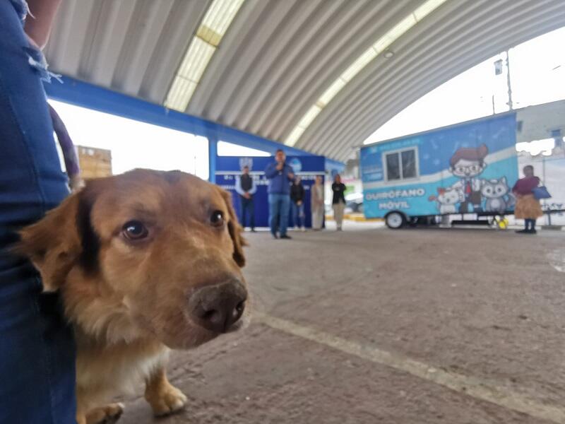 4ª Campaña de esterilización en Corregidora, hacia un cuidado animal responsable