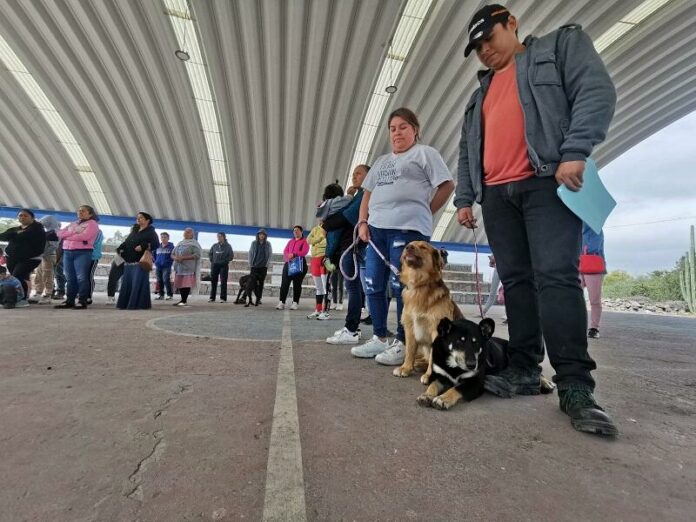 4ª Campaña de esterilización en Corregidora, hacia un cuidado animal responsable