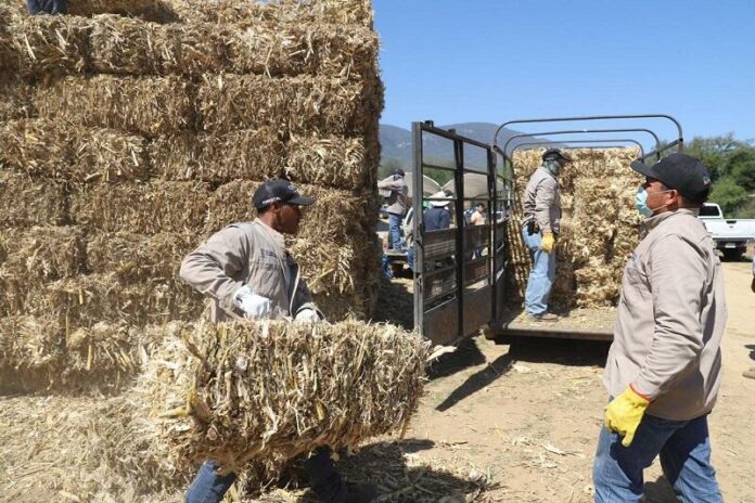 SEDEA apoya a ganderos de Jalpan de Serra y Arroyo Seco con forraje