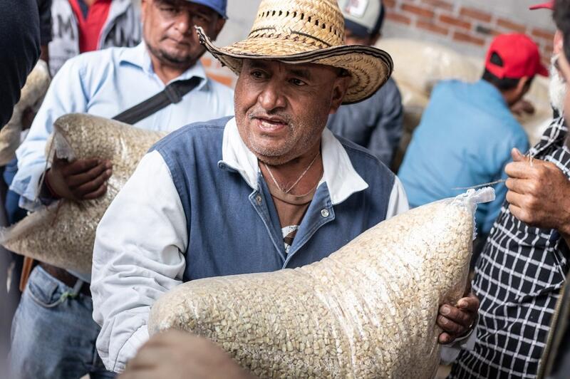 Roberto Cabrera impulsa el desarrollo agropecuario en San Juan del Rio con entrega de maiz 1