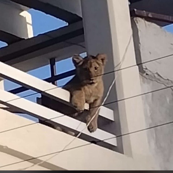 Encuentran cachorra de león en Los Nogales, San Juan del Río