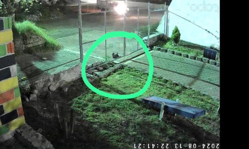 Abandonan cuerpo de gatito en instalaciones de cuidado animal SJR