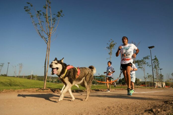 Gran éxito de la Carrera Canina P-Run 2024 en La Queretana