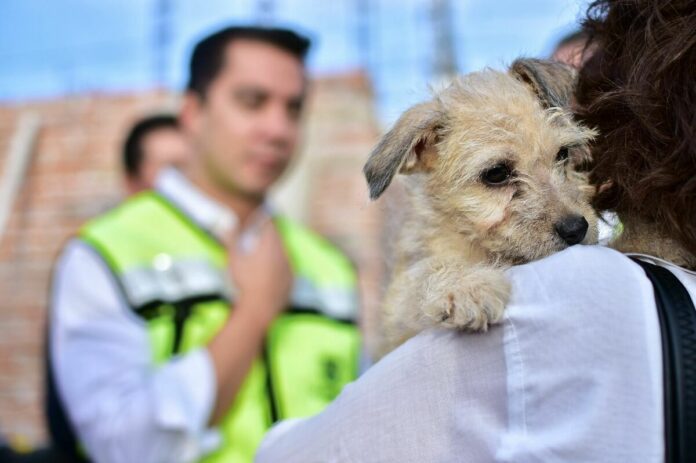 Avanza construcción del Centro Integral de Bienestar Animal en Querétaro