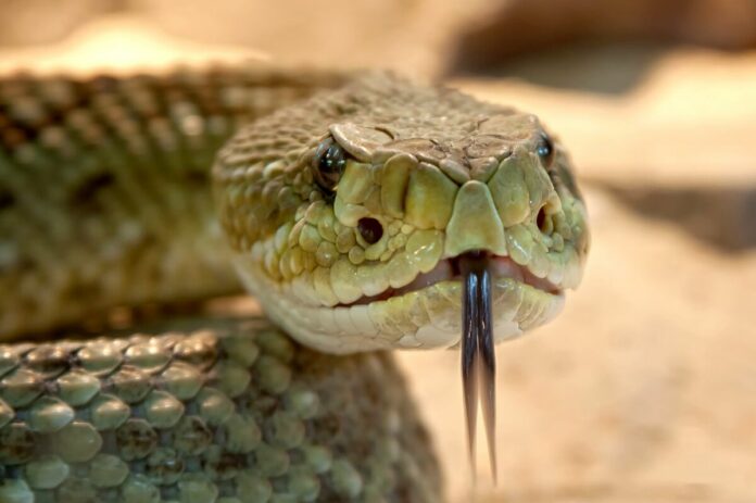 Capturan serpiente en escuela primaria de Pedro Escobedo