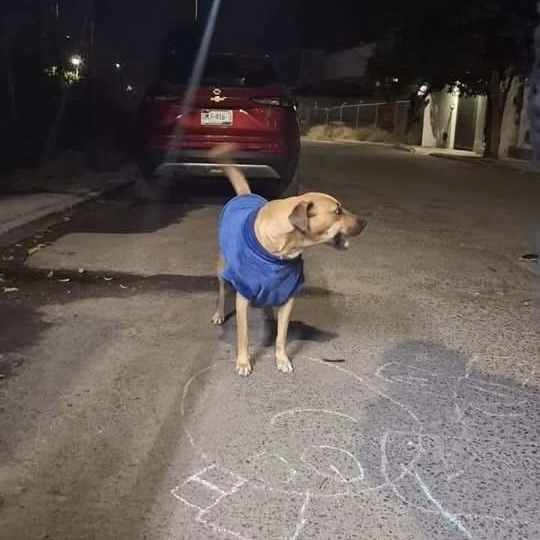 Milaneso, el perrito que ha conquistado a San Juan del Río