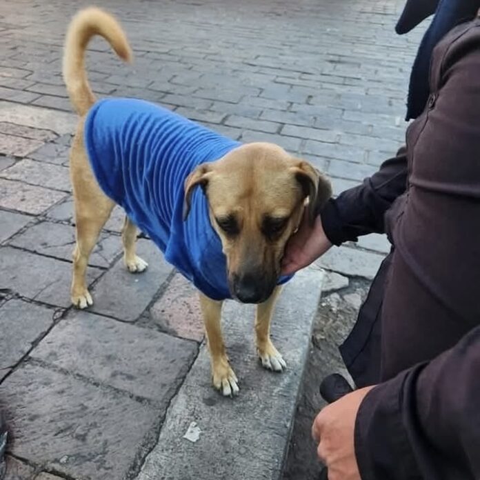 Milaneso, el perrito que ha conquistado a San Juan del Río