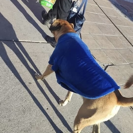 Milaneso, el perrito que ha conquistado a San Juan del Río