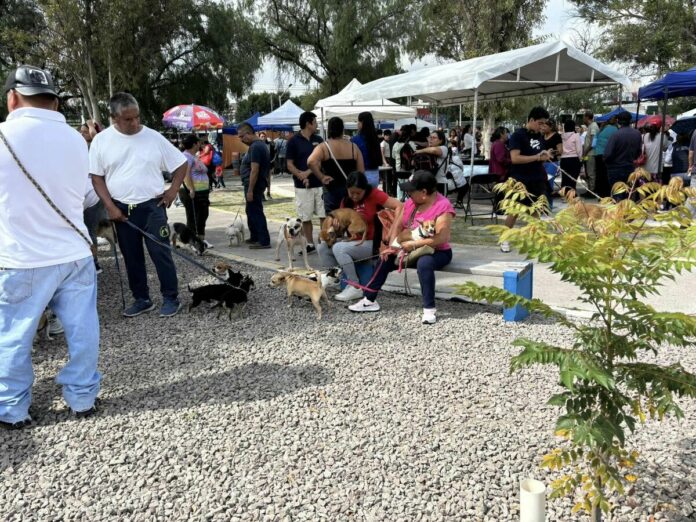 Cuidado y Protección Animal en San Juan del Río ofrece servicios gratuitos para mascotas