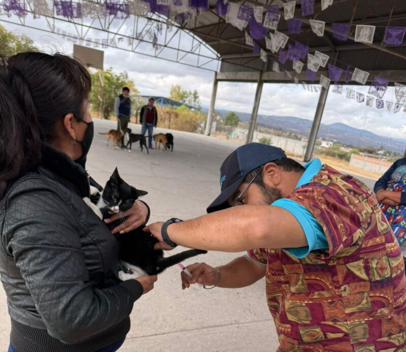 Cuidado y Protección Animal en San Juan del Río ofrece servicios gratuitos para mascotas