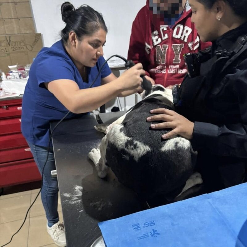 Aseguran a sujeto por lesionar a perrito con arma punzocortante en La Llave, SJR