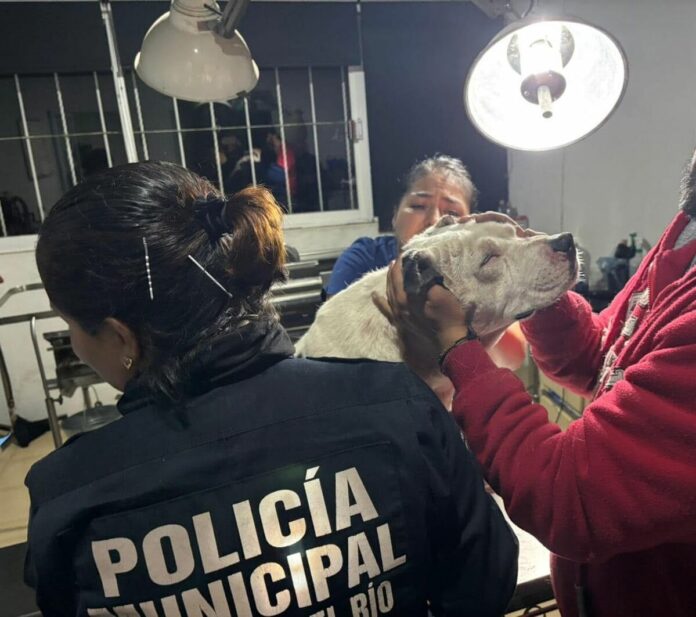 Aseguran a sujeto por lesionar a perrito con arma punzocortante en La Llave, SJR