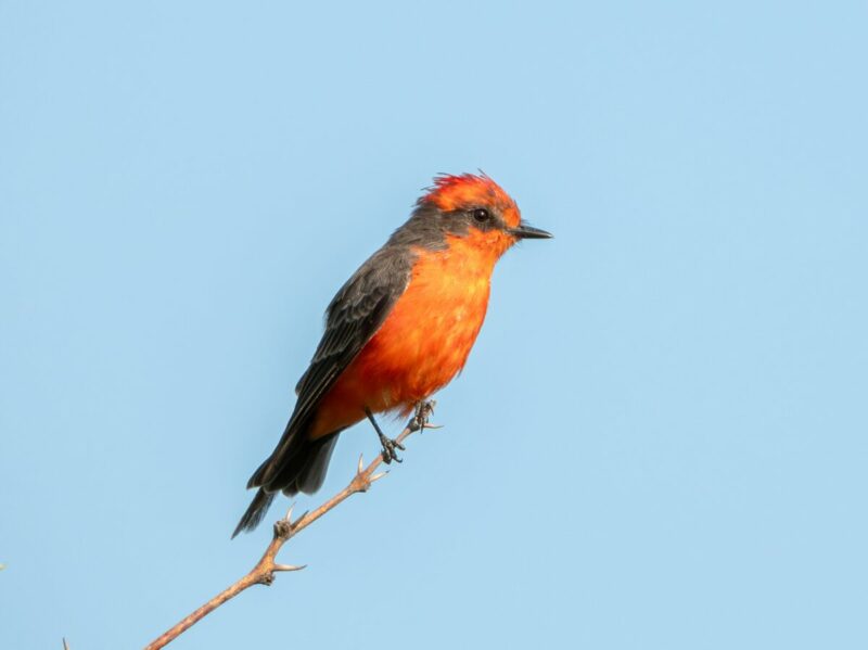 Invitación a evento en el Parque de las Garzas, "San Juan Preservando su Biodiversidad"