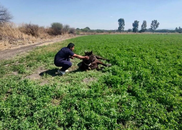 Rescatan a caballo herido por arma de fuego en El Marqués; recibe atención médica