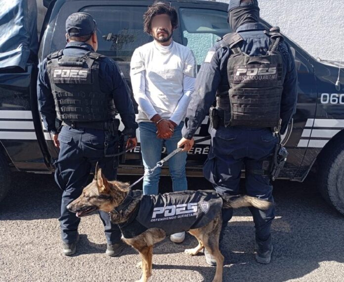 Binomio canino del Grupo Lobos K9 detectó drogas durante inspección en Santa Rosa Jáuregui