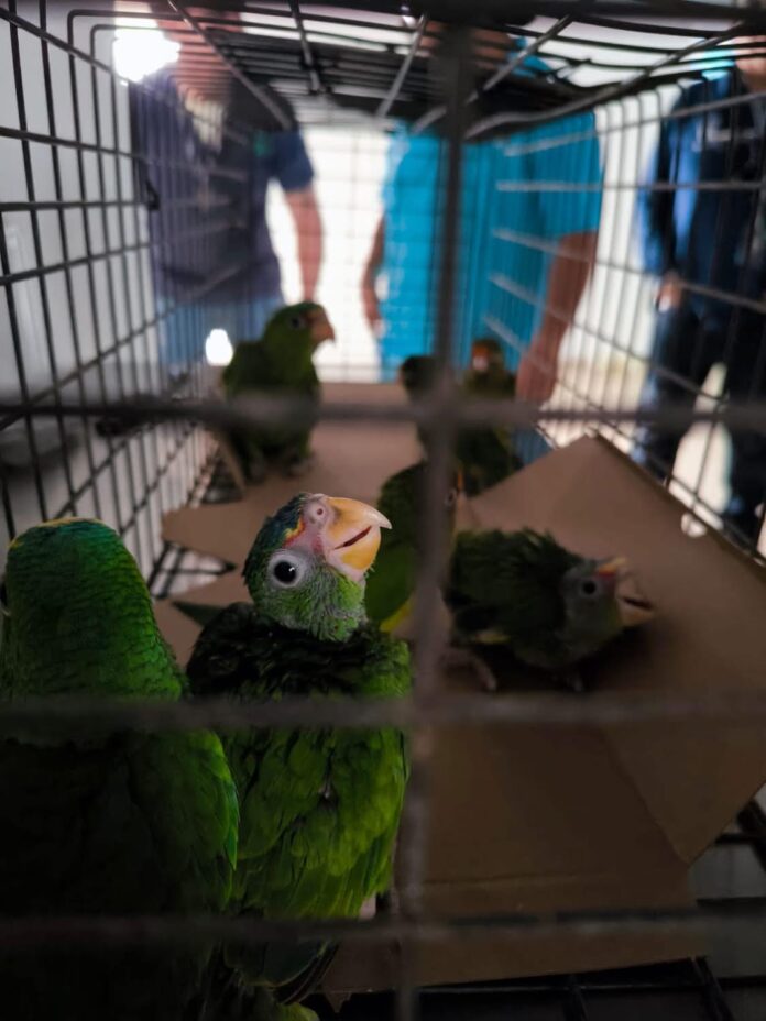 Autoridades detienen a tres personas por tráfico ilegal de aves en San Juan del Río