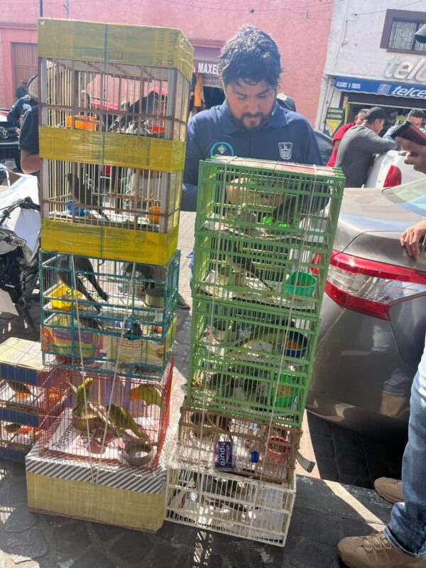 Autoridades detienen a tres personas por tráfico ilegal de aves en San Juan del Río